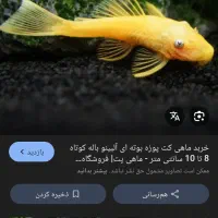 ماهی فروشی|ماهی|میناب, |دیوار