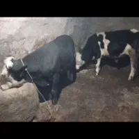 گوساله نر سمینتال درجه یک