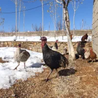 بوقلمون سرحال|حیوانات مزرعه|یاسوج, |دیوار