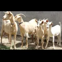 2بززاییده جوان سانن خلوص بالا6کیلوشیرجنس خیله بالا