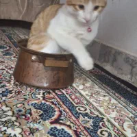 گربه نر رایگان