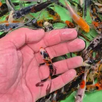 کوی سایز ۳بند