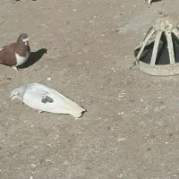 ساده یاخال|حیوانات|مشهد, شهرک شهید باهنر|دیوار