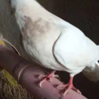 کبوتر طوق شکلاتی