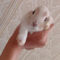 خرگوش|موش و خرگوش|خورموج, |دیوار