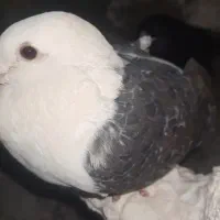 کبوتر