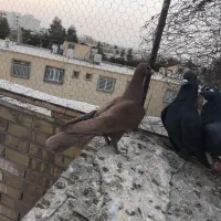 مایه گلی دمسفید عتیقه