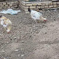 خروس چهل تاج و نر ماده اردک
