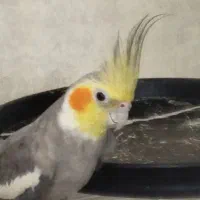 جفت عروس هلندی سینامون کارداده کینگ سایز