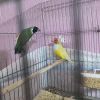 خاص ترین فنچ ایران فنچ وایدا و جامبو big size|پرنده|شیراز, عفیفآباد|دیوار