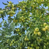 زمین گلخانه