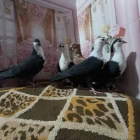 کبوتر