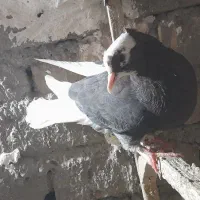 کفتر جوجه وجفگاهی