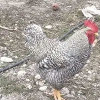 فروش خروس پیلموت راک جوان