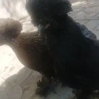 مرغ سلطان لهستانی|حیوانات مزرعه|شیراز, پودنک|دیوار