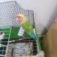 طوطی برزیلی نر