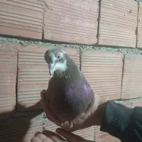 غوره ای ملقی