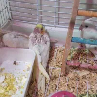 ۲ عدد جوجه ۴۵ روزه