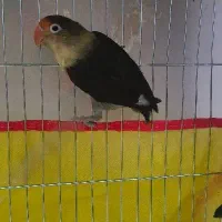 طوطی برزیلی ماده آماده