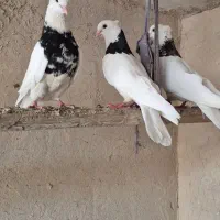 فروش چند عدد طوقی بدون خطا|پرنده|چمران, |دیوار