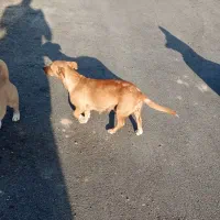 سگ جک راسل تریر شکاری|سگ|شیروان (خراسان), |دیوار