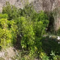 درخواست  نیرو ی   کارگر ماهانه  درباغ