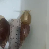 حلزون|خزنده|دورود, |دیوار