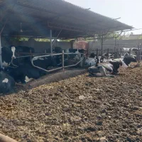 کارگر گاوداری مسلط به شیردوش وخوراک