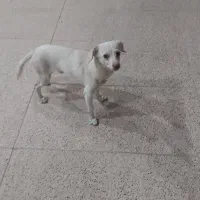 واگذاری رایگان سگ|سگ|رفسنجان, |دیوار