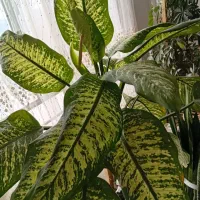 گل طبیعی|گل و گیاه طبیعی|نیشابور, دارایی|دیوار