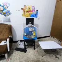 مرغ عشق|پرنده|آبدانان, |دیوار