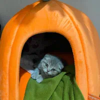 گربه|گربه|قیامدشت - خاورشهر, |دیوار