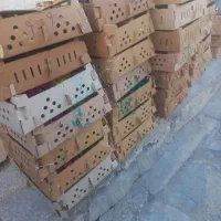 جوجه|حیوانات مزرعه|ابهر, |دیوار
