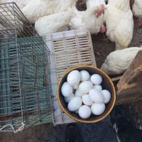 مرغ سفید تخمی