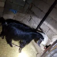 کهره نر گوسفند