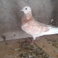 کبوتر ماده زرد و نر سرور جوان|پرنده|قم, شاه ابراهیم|دیوار