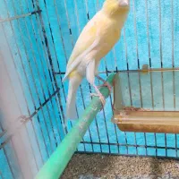 قناری نر|پرنده|مشهد, شهرک مهرگان|دیوار