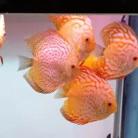 فروش گله 8عددی دیسکس