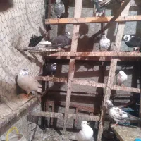 چندتا کبوتر تکپر ساعتی سالم وسلامت بفروش میرسد|پرنده|دلند, |دیوار