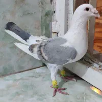 پشتی|پرنده|شیراز, سهل‌آباد|دیوار