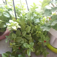 گل و کاکتوس