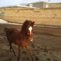 کره اسب نریان ۷ماه