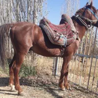 ضامن بار سواری|اسب و تجهیزات اسب‌سواری|ارومیه, |دیوار