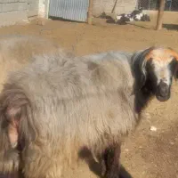 قوچ داشتی ترکی اصیل( روستای فهلیان)