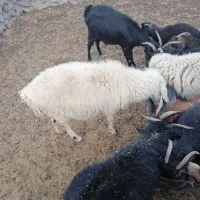 میش جوان فروشی