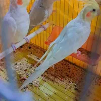 عروس هلندی خوشکل و ناناز|پرنده|شیراز, وزیرآباد|دیوار