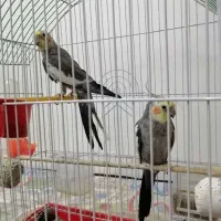 یک جفت عروس هلندی خوشگل