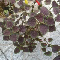 حسن یوسف کاکتوس گندمی