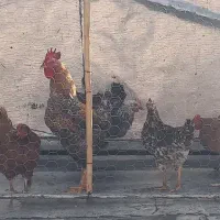 خروس