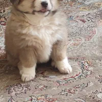 سگ میکس پامر خرسی و شی هوا هوا